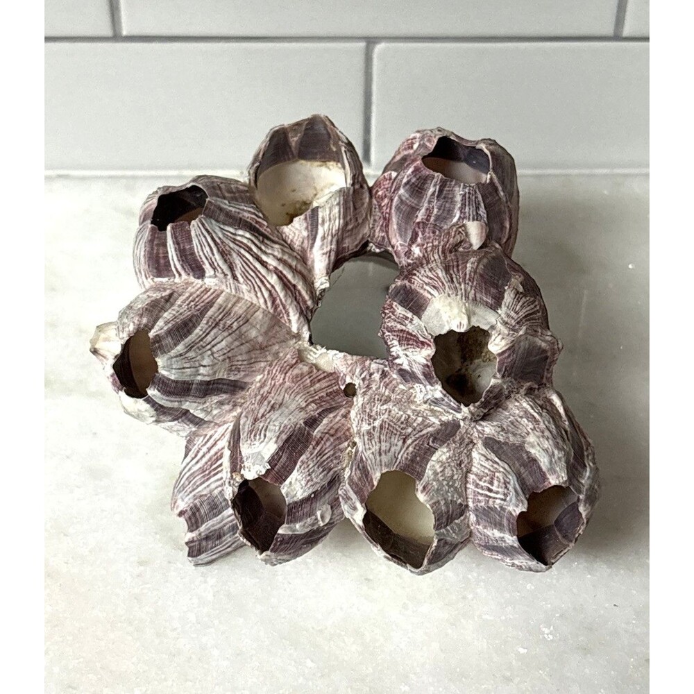 6” Natural Purple Barnacle Cluster Coral Aquarium Decor Beach Nautical Sea Vtg